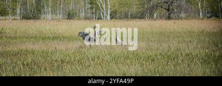 sandhill-Kran zeigt eine Anzeige der Balz Stockfoto