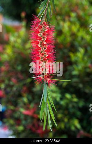 Rote Flaschenbürste (Melaleuca viminalis) - Kampala - Uganda Stockfoto