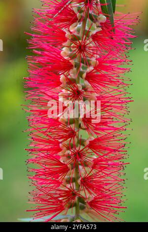 Rote Flaschenbürste (Melaleuca viminalis) - Kampala - Uganda Stockfoto