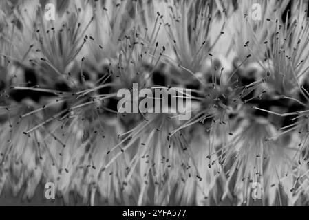 Rote Flaschenbürste (Melaleuca viminalis) - Kampala - Uganda Stockfoto