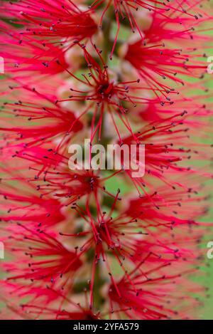 Rote Flaschenbürste (Melaleuca viminalis) - Kampala - Uganda Stockfoto