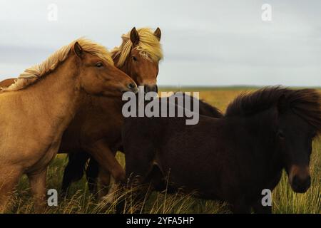 Islandpferde auf dem Feld mit Berg dahinter Stockfoto