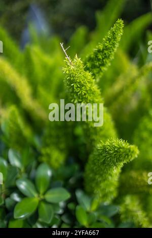 Nahaufnahme von lebhaftem, spitzgrünem Laub in einer üppigen Gartenumgebung Stockfoto