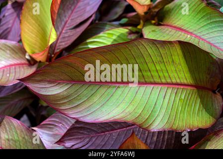 Rote Banane / Rote Abessinische Banane ( Ensete ventricosum ) - Kampala Uganda Stockfoto