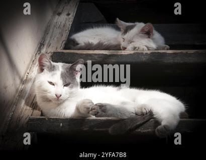 Weiße faule Hauskatzen schlafen auf einer Holztreppe Stockfoto