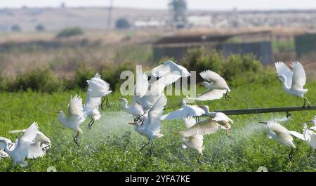 Rinderreiher ruhende und fliegende Vögel auf landwirtschaftlichem Feld während des Gießens. Zypern Stockfoto
