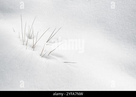 Winterpflanzen blühen im weißen, frischen Schnee. Natürliche Hintergrundtexturen Stockfoto