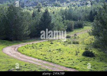 Gruppe nicht erkannter Menschen, die auf einer Landstraße im Wald wandern, Menschen aktiv. Gesunder Lebensstil Stockfoto