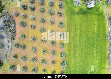 Blick auf Olivenhaine und grüne Wiese. Drohnenblick auf Olivenbäume aus der Luft. Landwirtschaft Luftbild Zypern Stockfoto