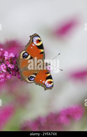 Pfauenfalter (Inachis io) saugt Nektar an Schmetterlingsstrauch (Buddleja davidii), in einer natürlichen Umgebung in freier Wildbahn, Nahaufnahme, Tierwelt, Insekten Stockfoto