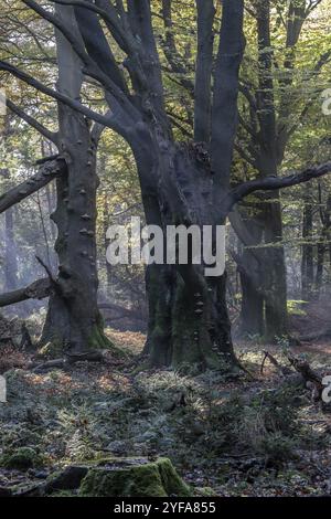 Buchenwald (Fagus sylvatica) im Herbstlaub, Emsland, Niedersachsen, Deutschland, Europa Stockfoto