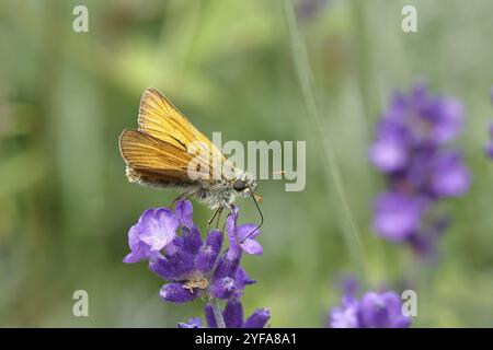 Großer Kapitän (Ochlodes venatus), Nektar aus einer Blume des Gemeinen Lavendels (Lavandula angustifolia), Nahaufnahme, Makrofoto, Wilnsdorf, Stockfoto