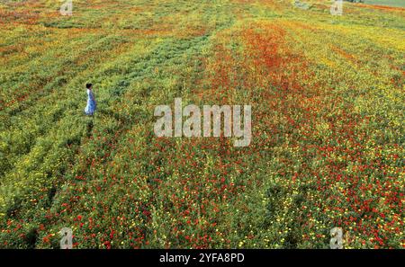 Drohnenbild einer Frau, die auf dem Frühlingsfeld mit roten und gelben Blüten läuft Stockfoto