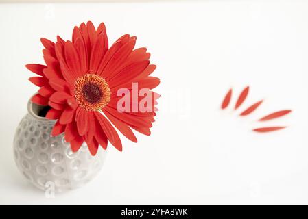 Schöne rote Gazania Blume auf einer weißen, eleganten Vase. Kreative Still life Fotografie Stockfoto