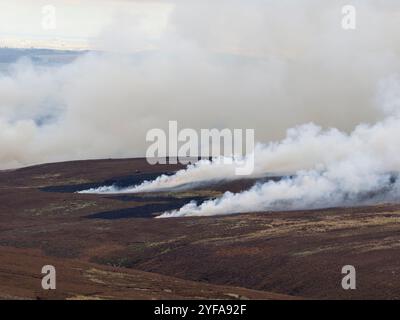 Heidekraut brennen, von Wildhütern, um junge Heidekraut zu fördern, die für Auerhühner geeignet sind. North Pennines, November 2024 Stockfoto