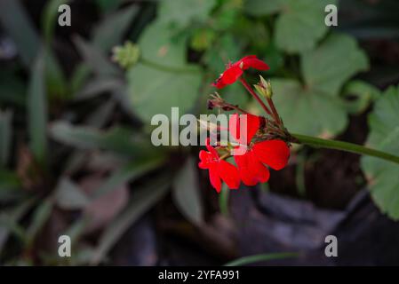 Hufeisengeranie ( Pelargonium zonale ) - Kampala Uganda Stockfoto