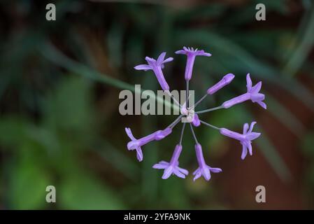 Gesellschaft Knoblauch ( Tulbaghia violacea ) - Kampala Uganda Stockfoto