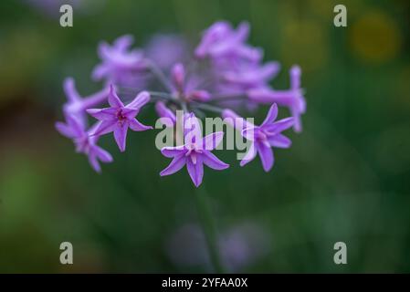 Gesellschaft Knoblauch ( Tulbaghia violacea ) - Kampala Uganda Stockfoto