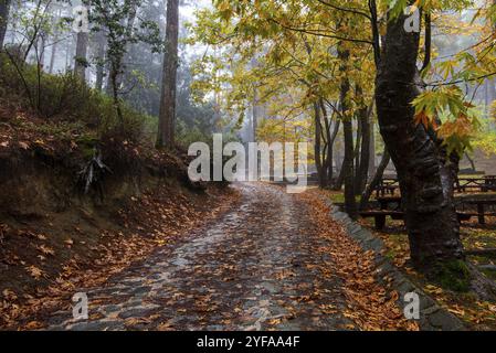 Leere Straße im Herbst mit Bäumen und Blättern auf dem Boden nach Regen am Troodos-Gebirge in Zypern. Herbstlandschaften Stockfoto