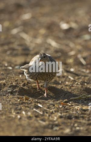 Radix Francolin Pternistis Natalensis Krüger Nationalpark in Südafrika Stockfoto