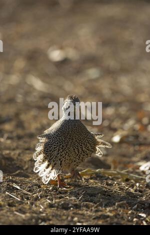 Radix Francolin Pternistis Natalensis Krüger Nationalpark in Südafrika Stockfoto