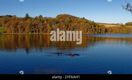 Zwei weibliche Open Water Schwimmer trotzen den Temperaturen im November mit einem Schwimmen im See von Clunie an einem wunderschönen Herbsttag. Stockfoto