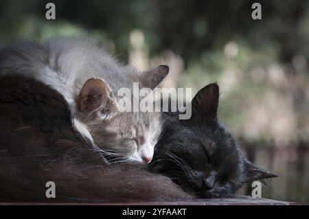 Schwarz und weiß faul Hauskatzen schlafen. Konzept von Liebe und Fürsorge Stockfoto