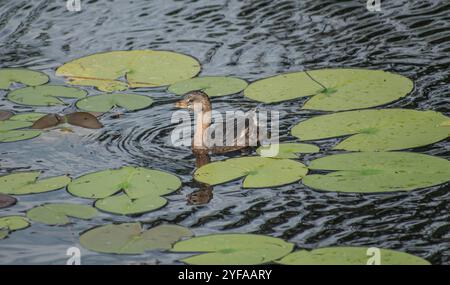 rattenschnabel in einem Teich Stockfoto