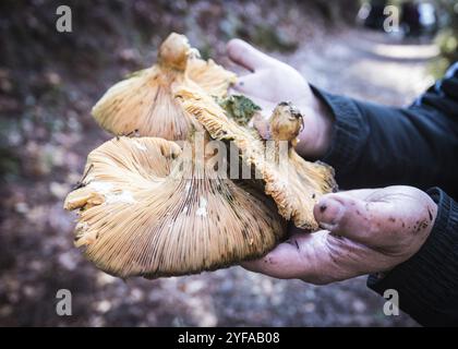 Menschliche Hand hält frisch geschnittene gesunde Pilze Stockfoto