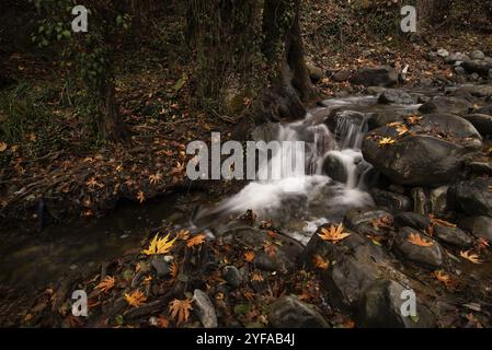 Fluss fließt mit Ahornblättern auf den Felsen auf der riverside im Herbst Stockfoto
