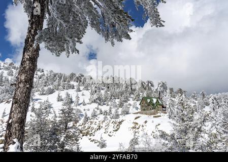 Winterschneelandschaft in den Bergen. Tanne bedeckt mit Schnee. Ferienchalet im Wald am Berghang. Troodos Zypern Stockfoto