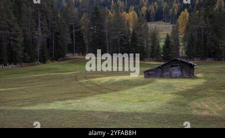 Verlassenes hölzernes Bauernhaus auf dem Ackerland, umgeben von Waldbäumen im Herbst. Italienische alpen, Italien, Europa Stockfoto