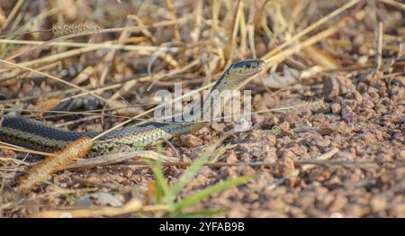 Schlange mit dem Kopf zwischen trockenem Gras und Felsen Stockfoto