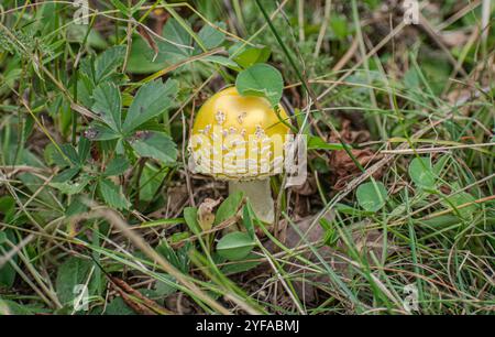 Wilder gelber Pilz im Wald Stockfoto