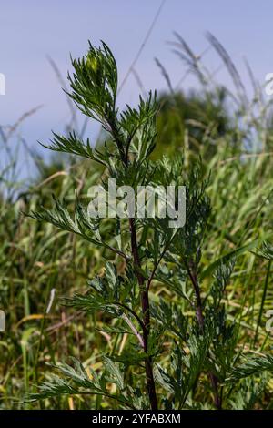 Artemisia vulgaris häufige Beifuß-Allergenblüte. Stockfoto