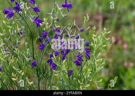 Empfindliche Blütenstände. Feldkonsolidierung. Consolida regalis. Schöner Blumenhintergrund der Natur. Stockfoto