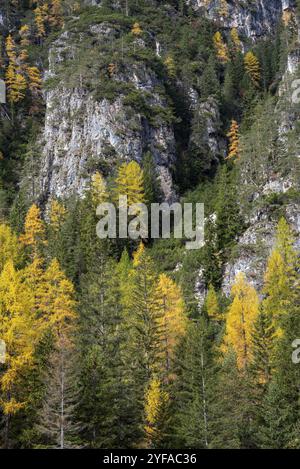 Gelbe Lärchen am Rand des felsigen Berges glühende Bäume. Italienische dolomitalpen, Herbstlandschaft Stockfoto