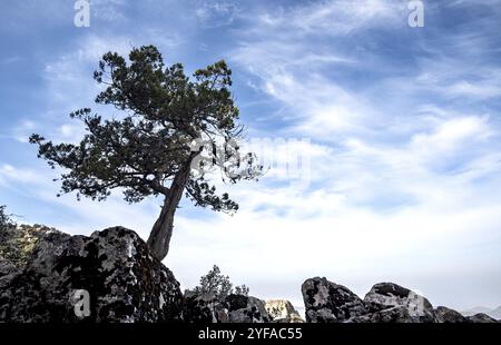 Einsamer Kiefernbaum im Wald isoliert am weißen Nebelhimmel. Naturlandschaft Kopierraum Stockfoto