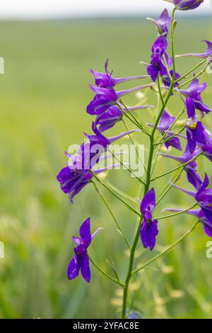 Empfindliche Blütenstände. Feldkonsolidierung. Consolida regalis. Schöner Blumenhintergrund der Natur. Stockfoto