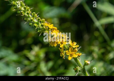 Der Sommer in freier Wildbahn zwischen wilden Gräsern blüht agrimonia eupatoria. Heilpflanze. Stockfoto