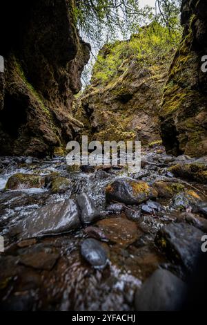 Ruhiger Bach, der durch einen üppigen, moosbedeckten Canyon mit hohen Klippen und Grün fließt Stockfoto