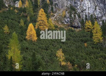 Im Herbst glühende Larche-Bäume am Rand des felsigen Berges. Herbstlandschaft im Wald. Dolomitalpen, Cortina d'Ampezzo, Italien, Europa Stockfoto