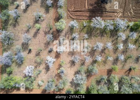 Drohnenlandschaft mit Mandelbäumen im Frühling, bedeckt mit weißen Blüten. Draufsicht, Panoramablick auf die Drohne Stockfoto