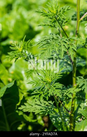 Artemisia vulgaris häufige Beifuß-Allergenblüte. Stockfoto