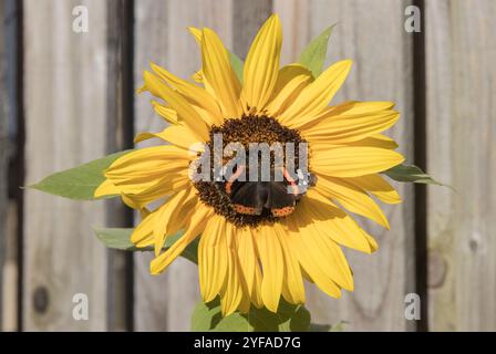 Roter Admiral auf einer Sonnenblume in einem Yorkshire Garten Stockfoto