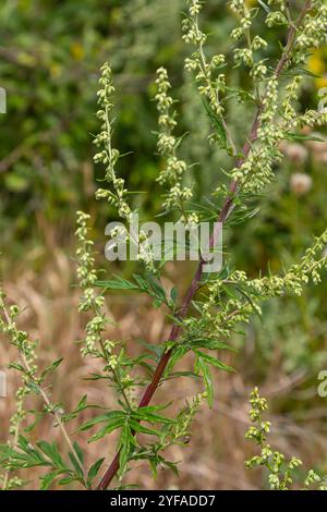 Artemisia vulgaris häufige Beifuß-Allergenblüte. Stockfoto