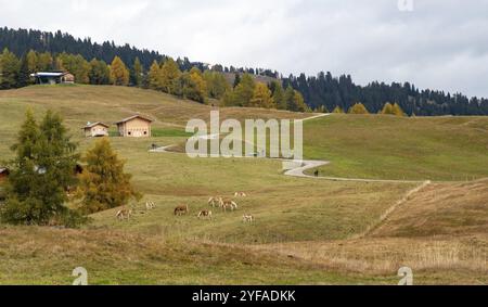 Windige Straße Chalet Holzhäuser. Menschen, die im Freien wandern. Helathy Lifestyle. Alpe di sisusi Seiser Alm Italien Stockfoto