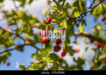 Cluster von roten Früchten Crataegus coccinata Baum aus der Nähe. Stockfoto