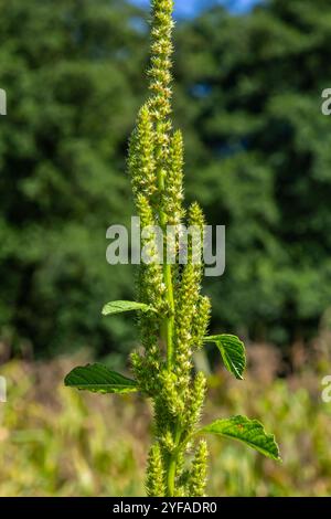 Amaranthus retroflexus, getreu einem seiner gebräuchlichen Namen, bildet ein Trommelgras. Sie kann in den Neotropen oder Zentral- und Ostnordamerika beheimatet sein. Stockfoto