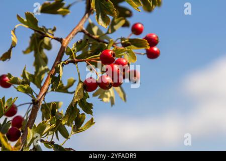 Cluster von roten Früchten Crataegus coccinata Baum aus der Nähe. Stockfoto